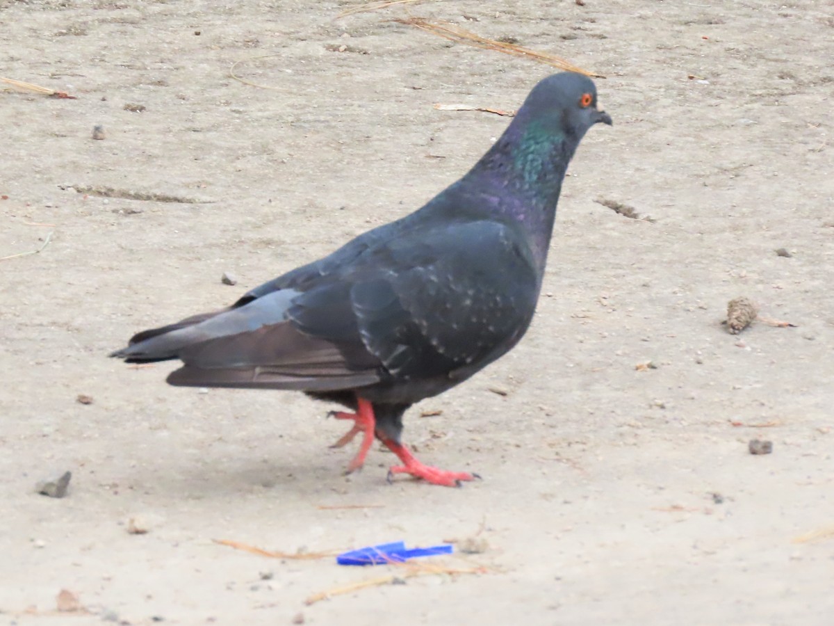Rock Pigeon (Feral Pigeon) - ML613016464
