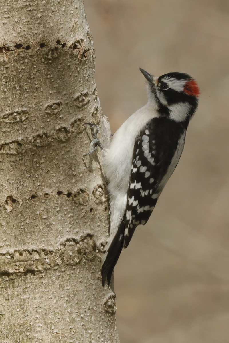 Downy Woodpecker - ML613016637