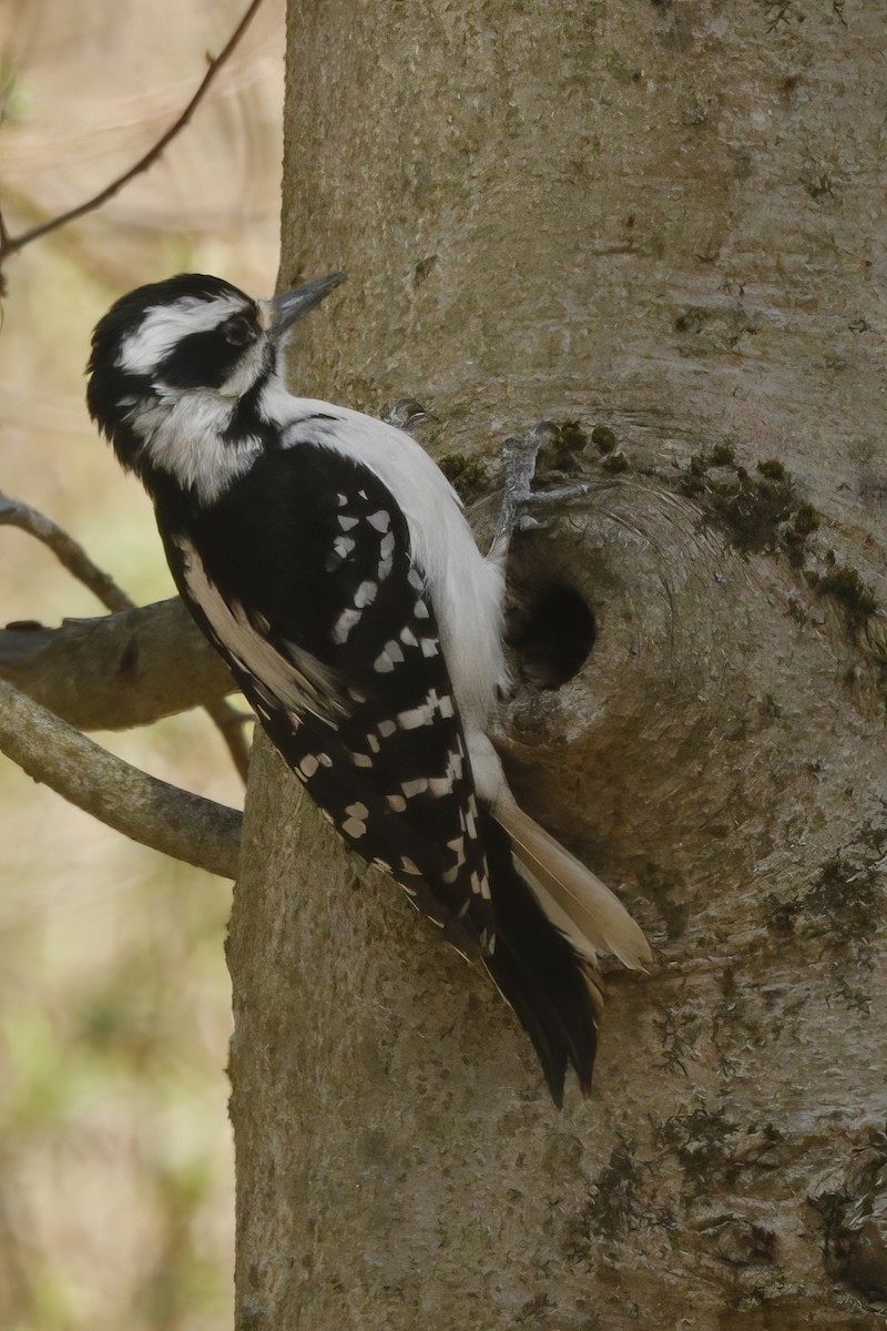 Downy Woodpecker - ML613016638