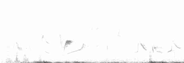 Gray Vireo - ML613016718