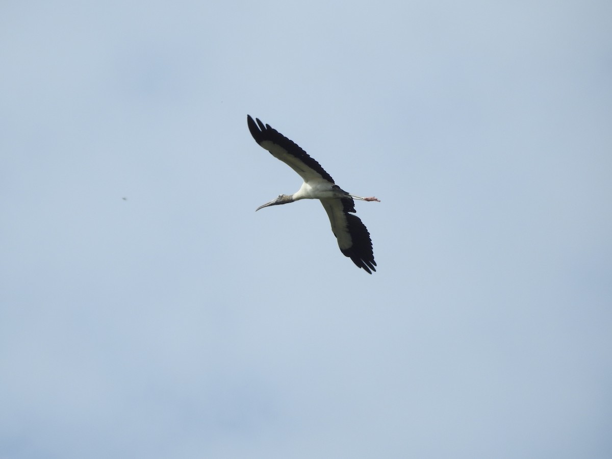 Wood Stork - ML613016821