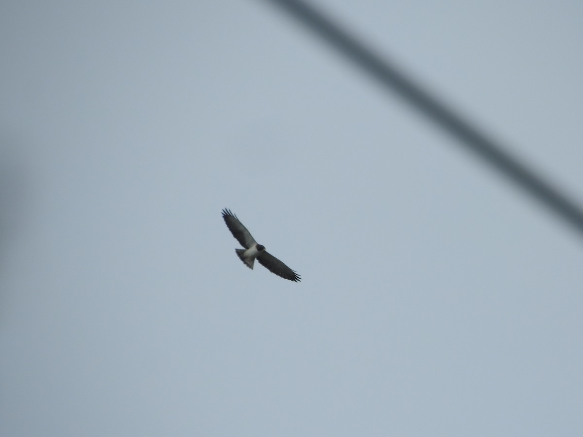 Short-tailed Hawk - ML613016884