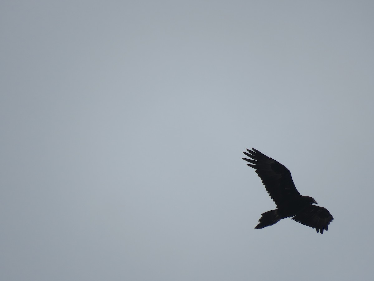 Wedge-tailed Eagle - ML613016897