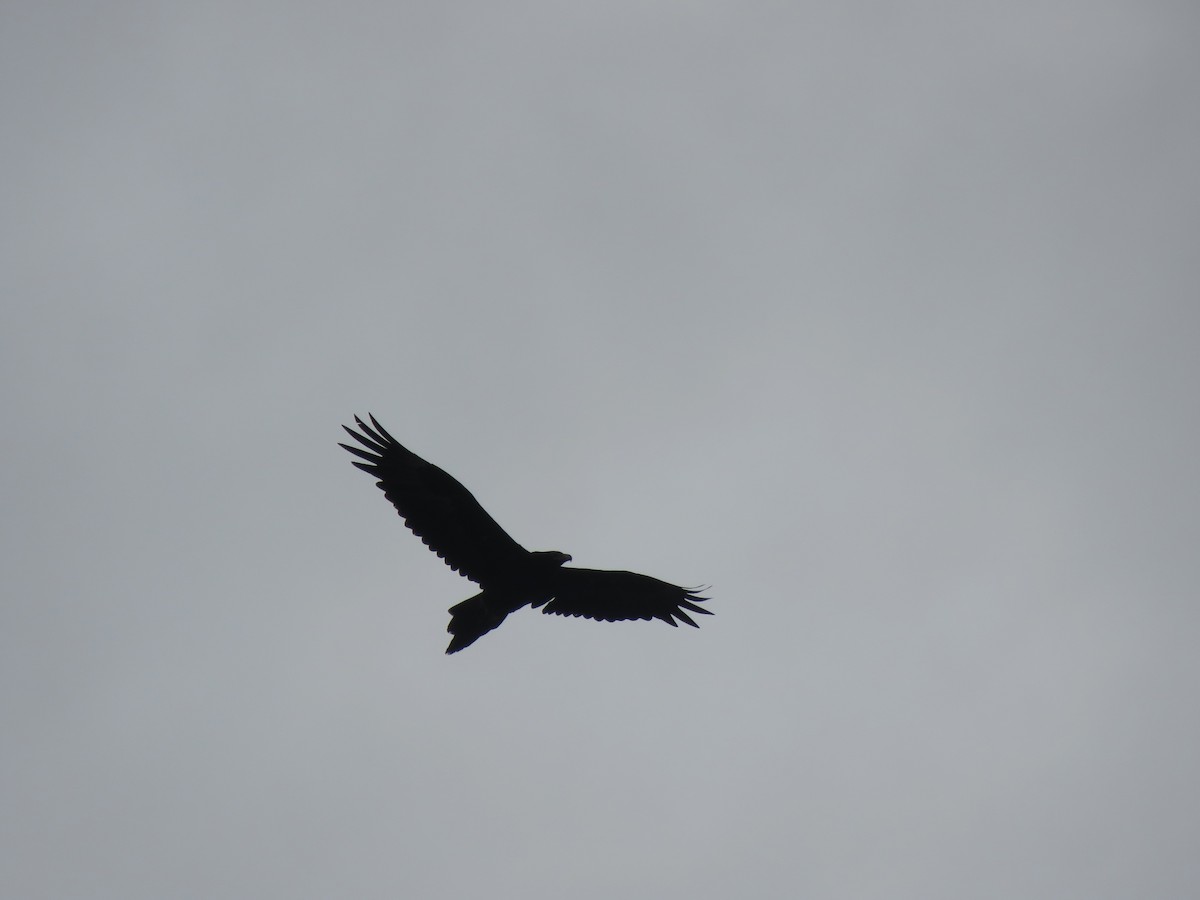 Wedge-tailed Eagle - ML613016898