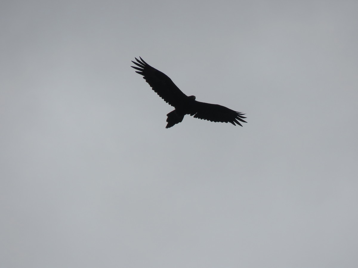 Wedge-tailed Eagle - ML613016899