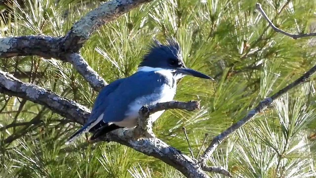 Belted Kingfisher - ML613016920