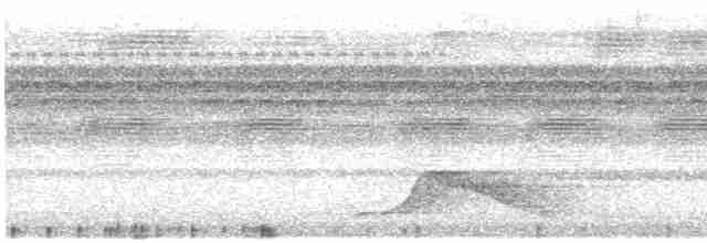 Pauraquenachtschwalbe - ML613017166