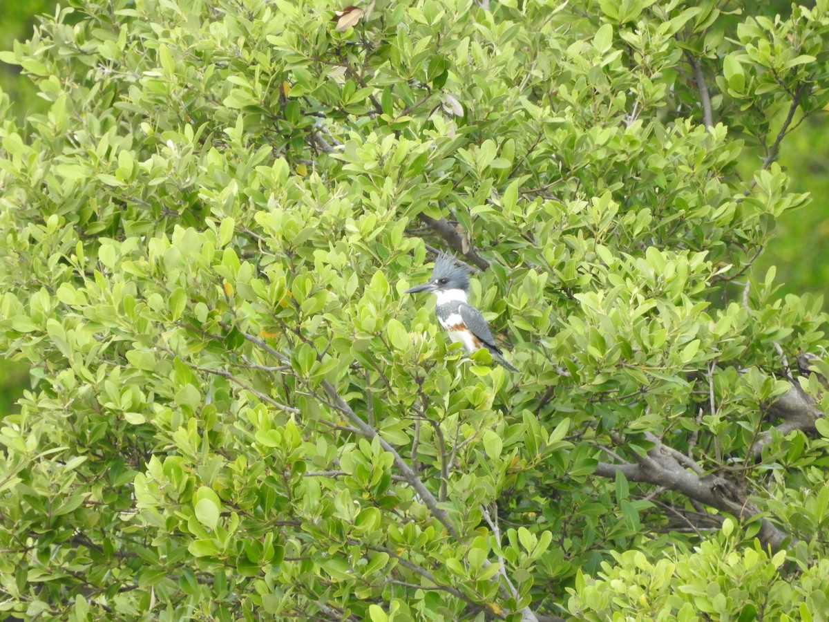 Belted Kingfisher - ML613017195
