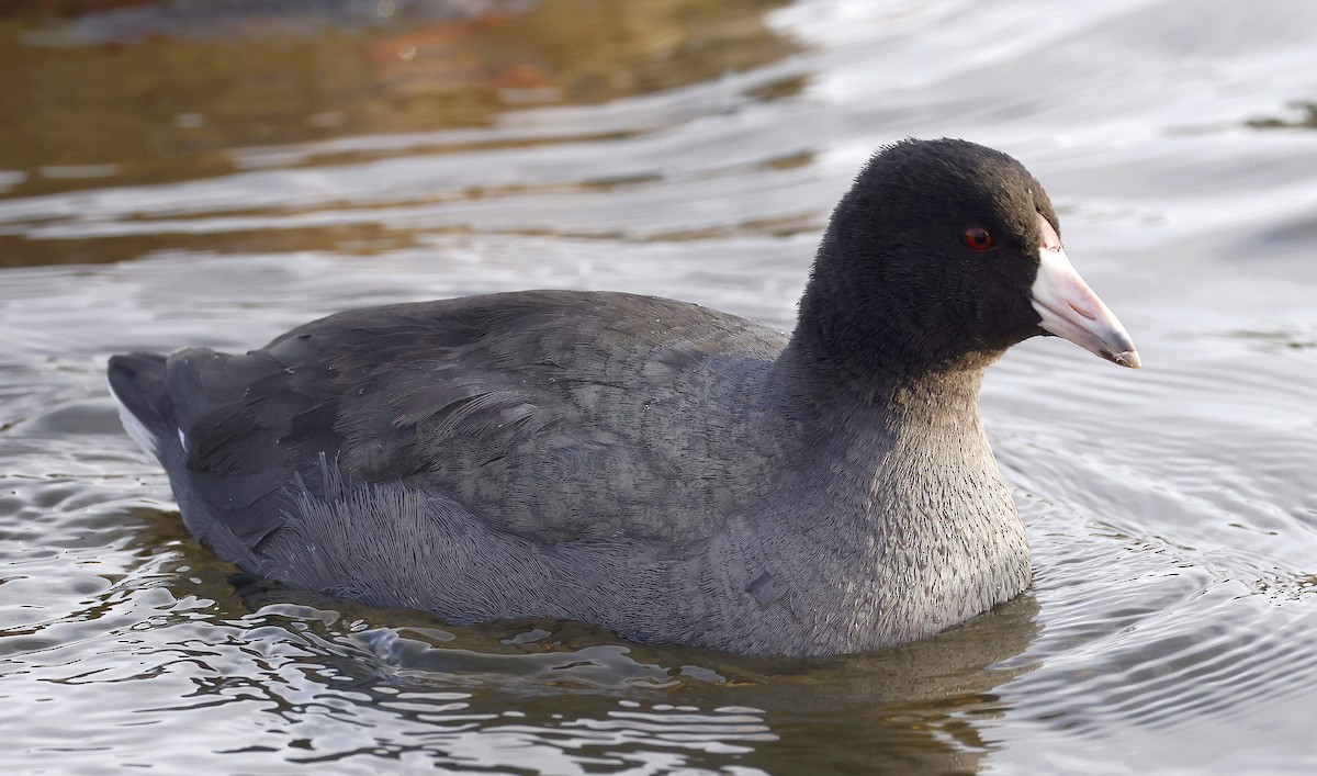 American Coot - Charles Fitzpatrick