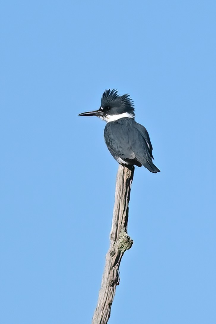 Belted Kingfisher - ML613017463