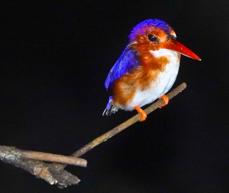 White-bellied Kingfisher - Arden Anderson