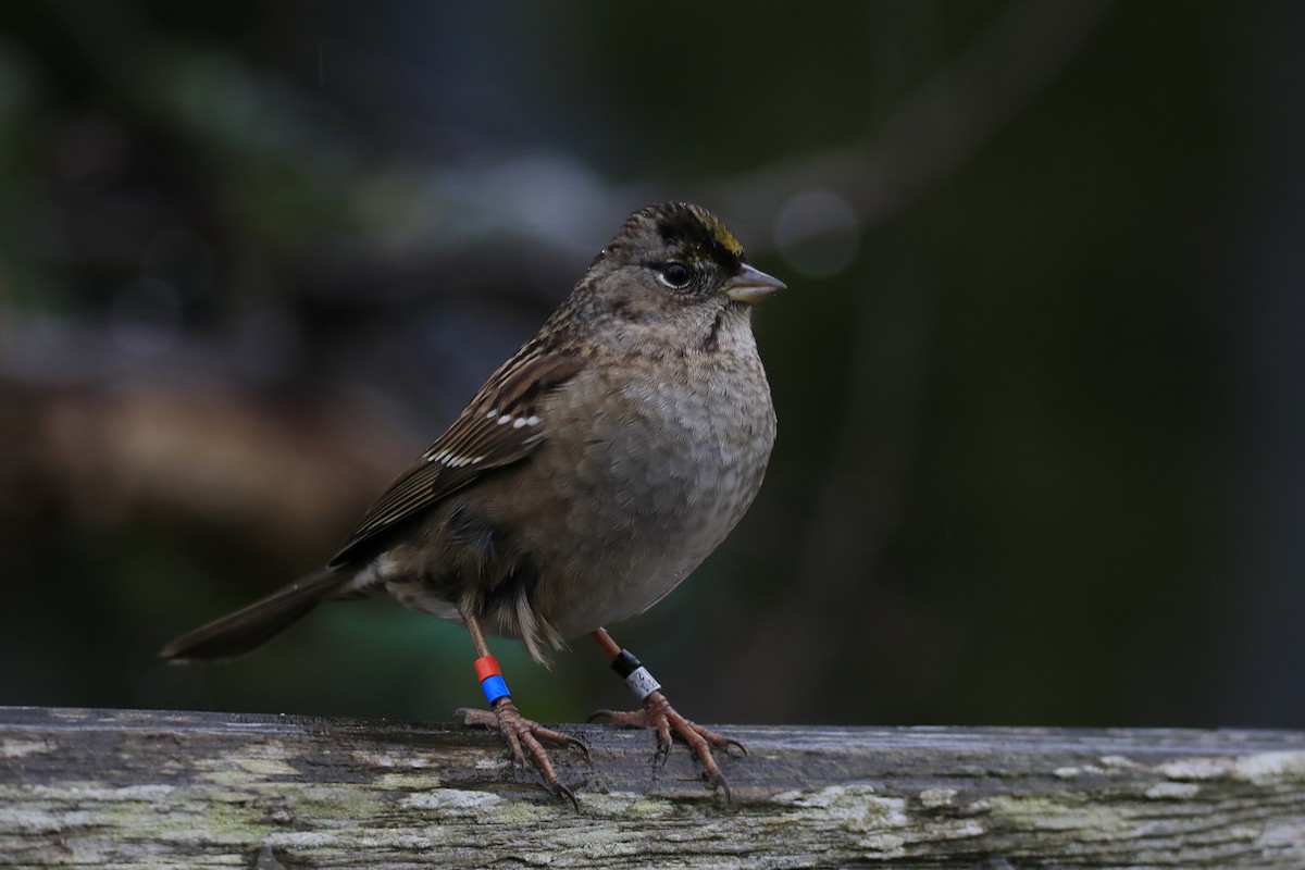 Golden-crowned Sparrow - ML613017865