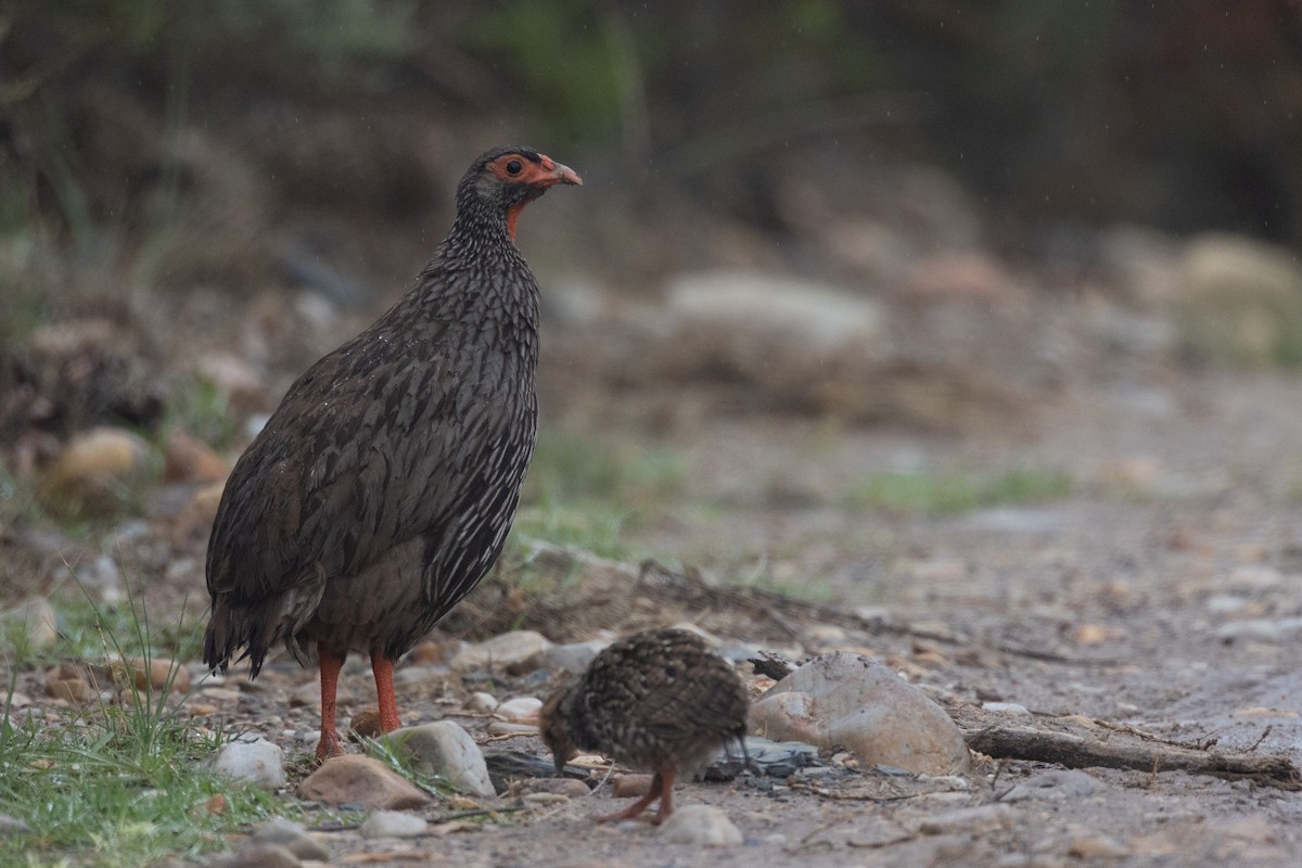 Red-necked Spurfowl (Southern) - ML613018027