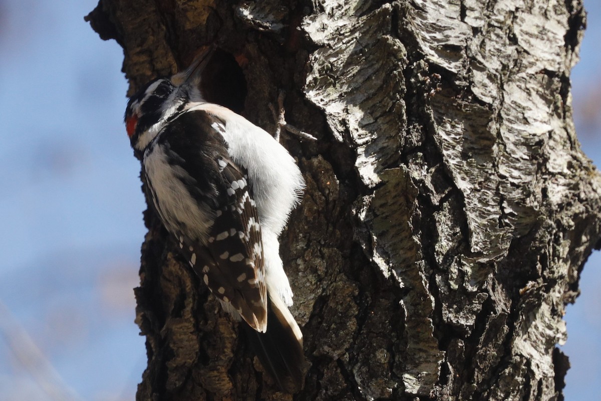 Downy Woodpecker - ML613018391
