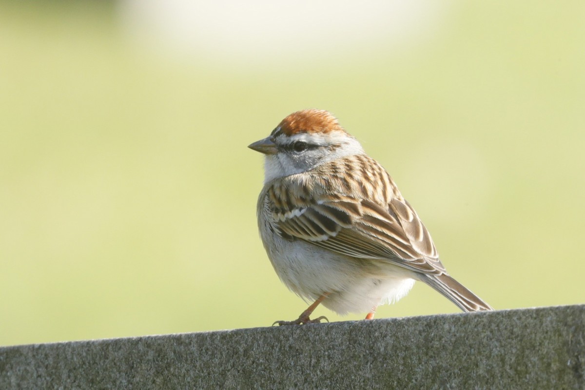 Chipping Sparrow - ML613018859