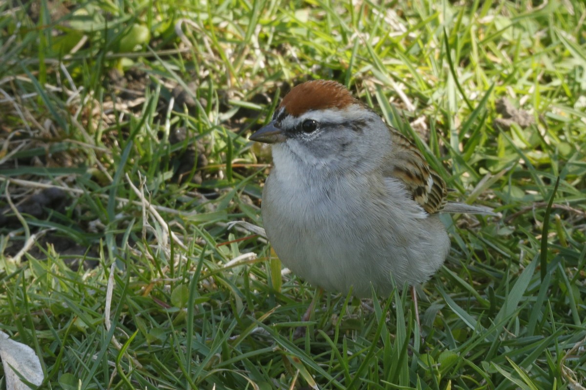 Chipping Sparrow - ML613018866
