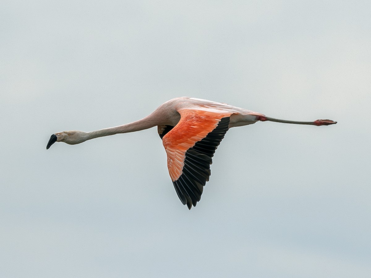 Chilean Flamingo - Peter Kondrashov