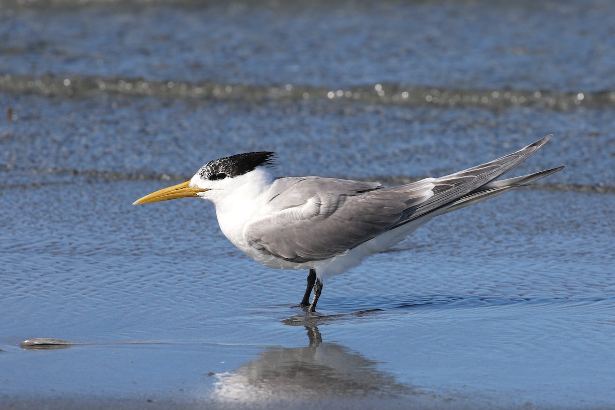 Great Crested Tern - ML613019555