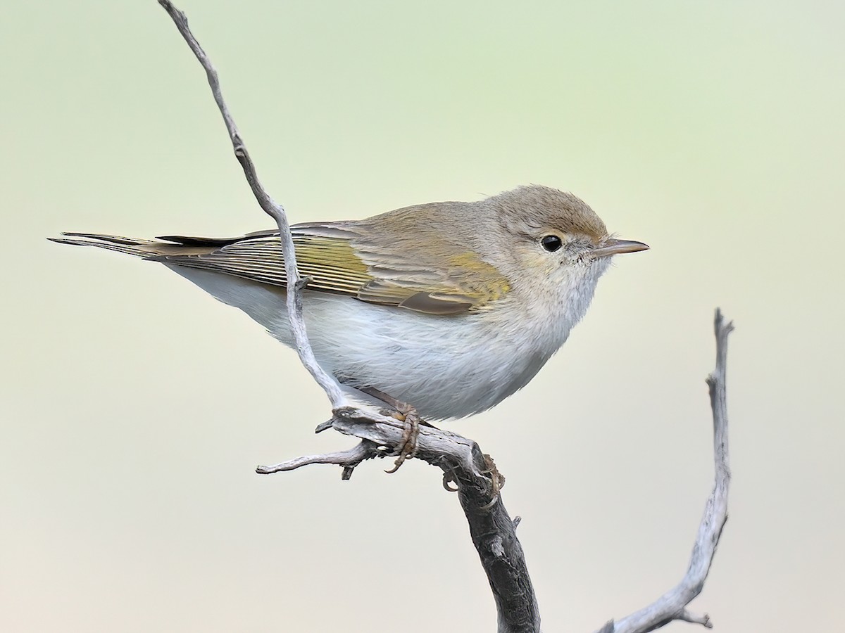 Eastern Bonelli's Warbler - Phylloscopus orientalis - Birds of the World