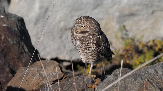 Burrowing Owl - ML613019809