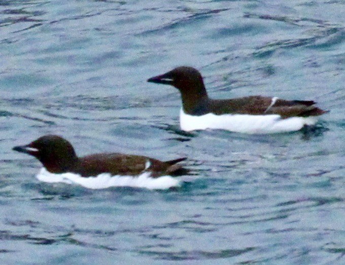 Thick-billed Murre - ML613020674