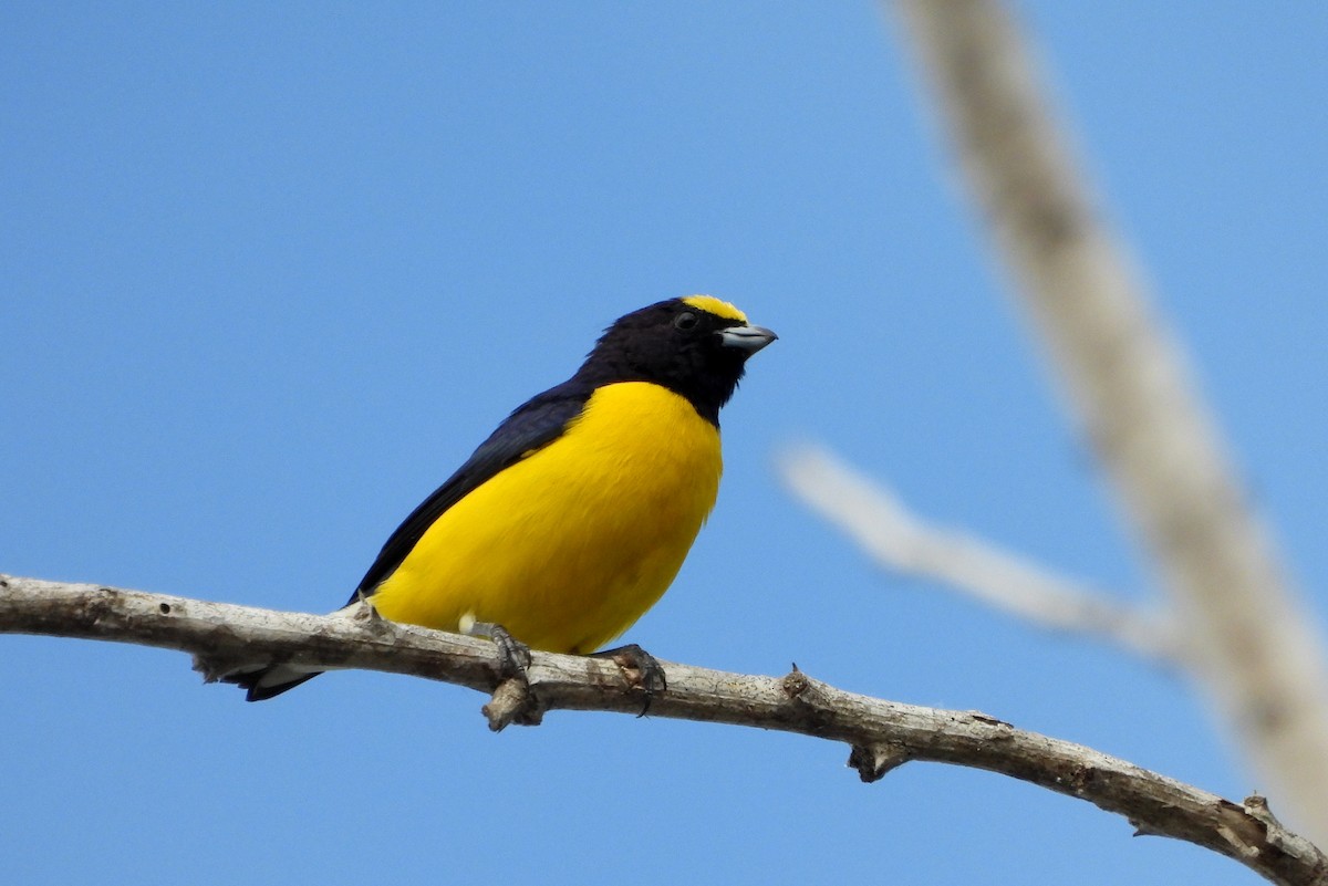 West Mexican Euphonia - ML613021017