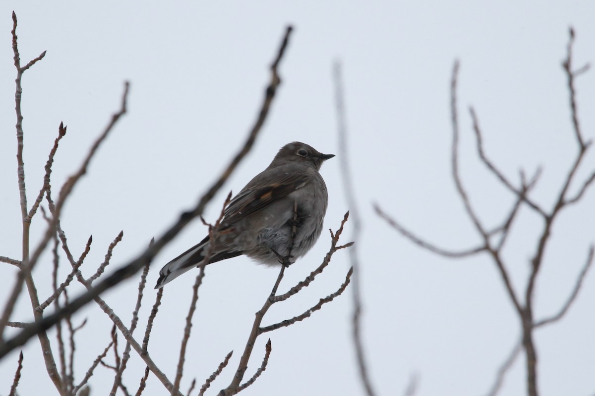 Townsend's Solitaire - ML613021524
