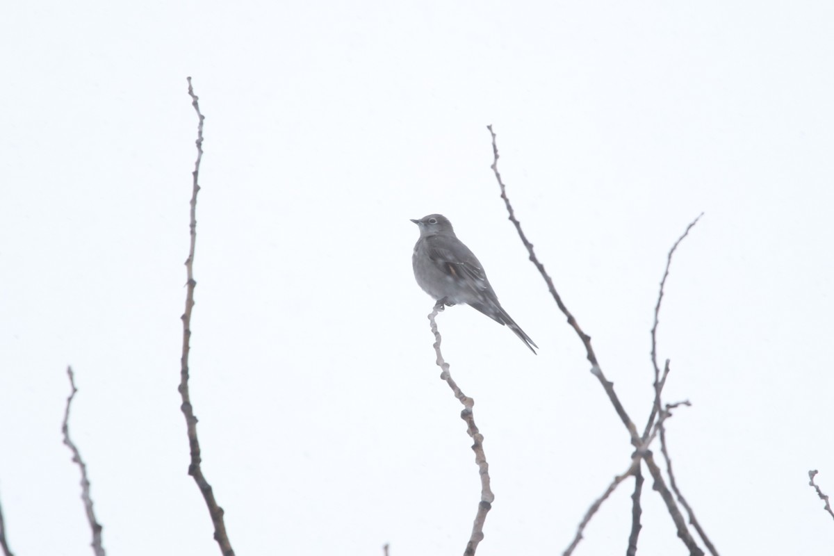Townsend's Solitaire - ML613021525