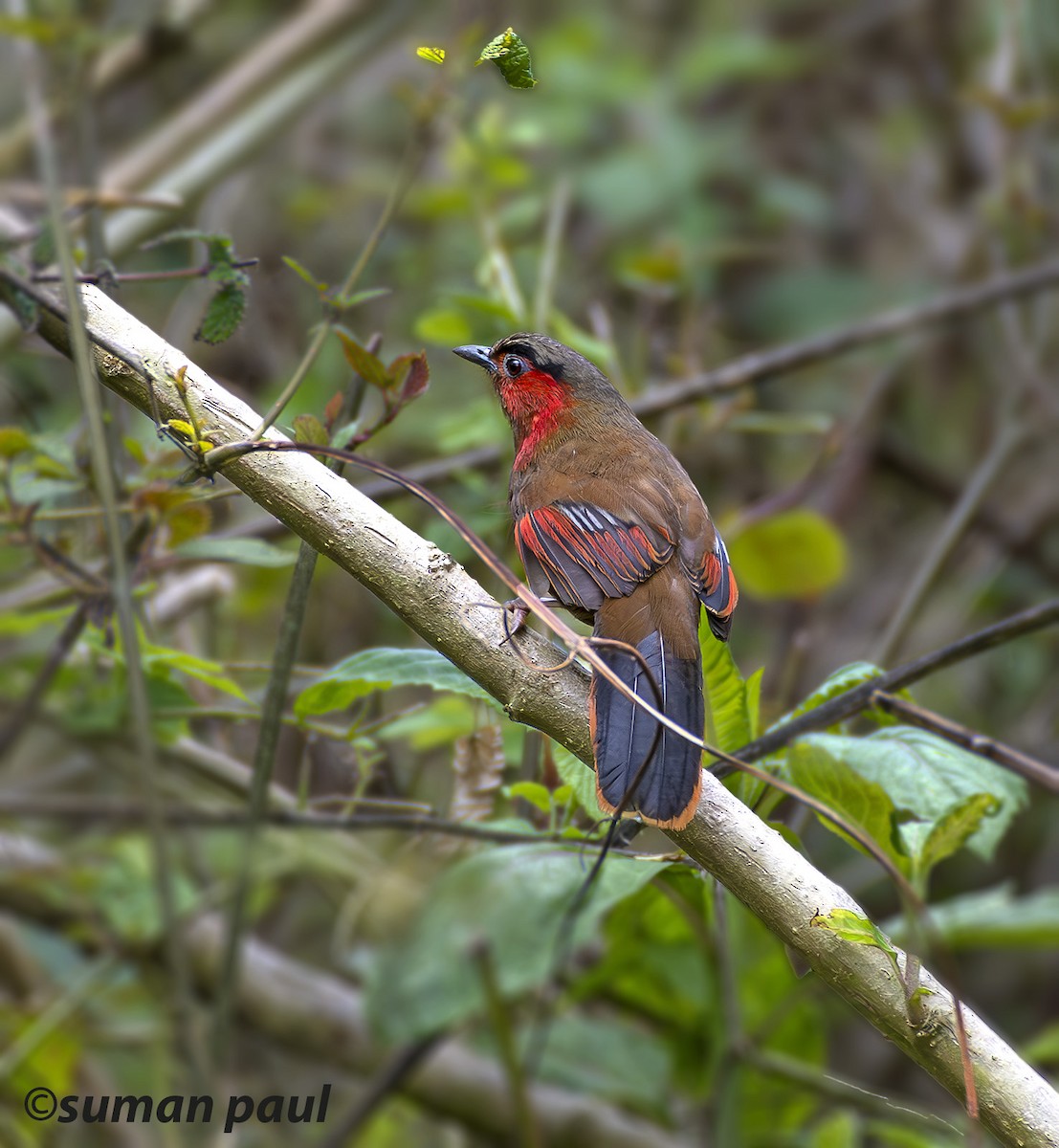 Red-faced Liocichla - ML613021558
