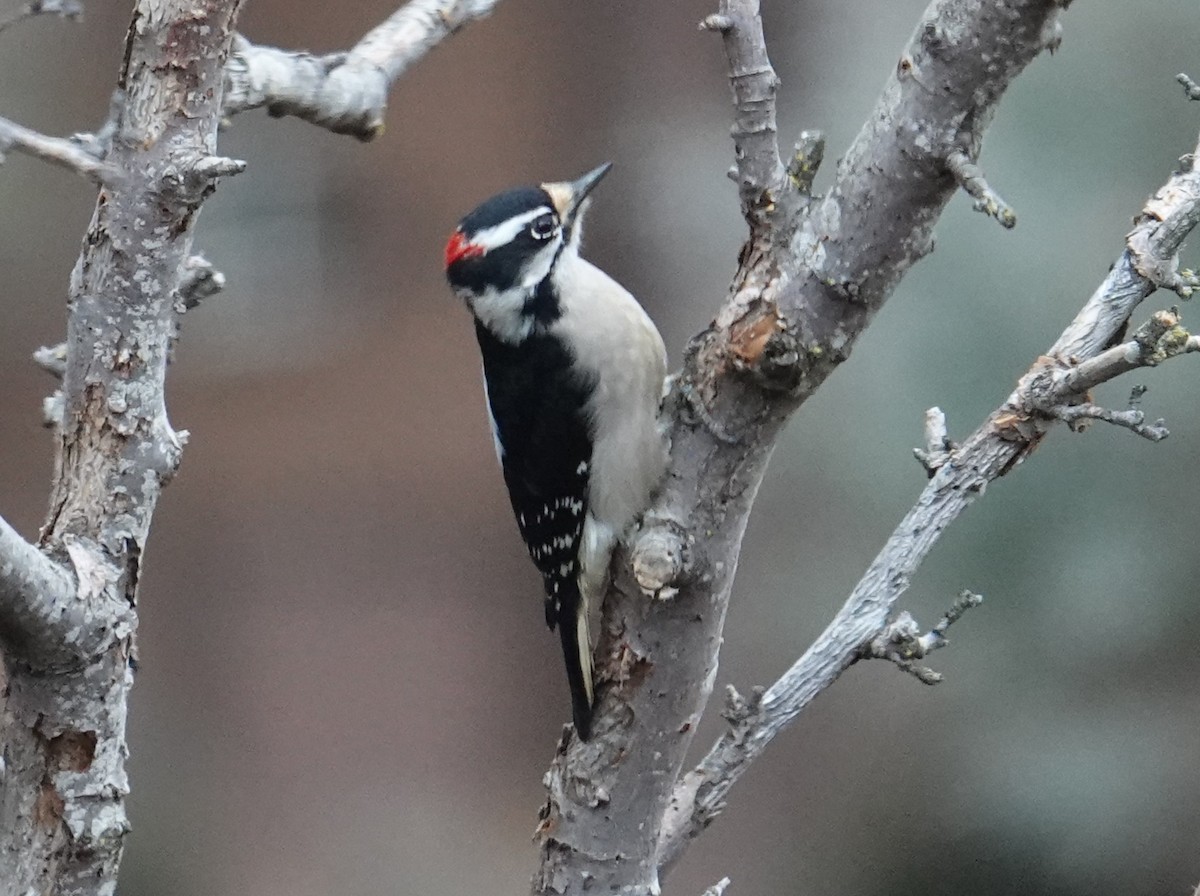 Downy Woodpecker - ML613021619