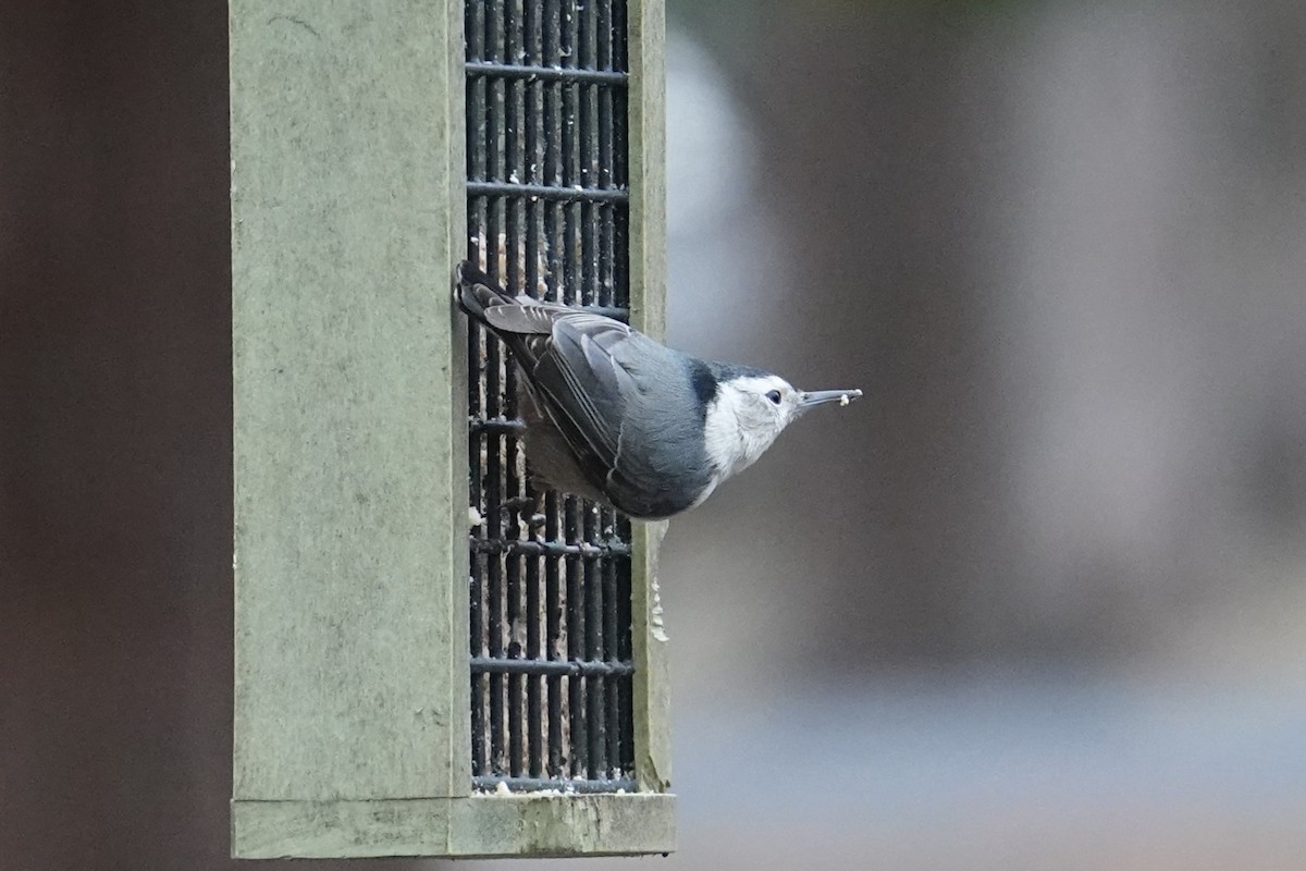 White-breasted Nuthatch - ML613021624