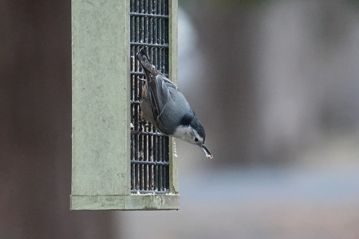 White-breasted Nuthatch - ML613021627