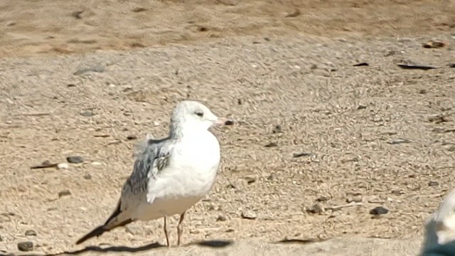 Делавэрская чайка - ML613021912