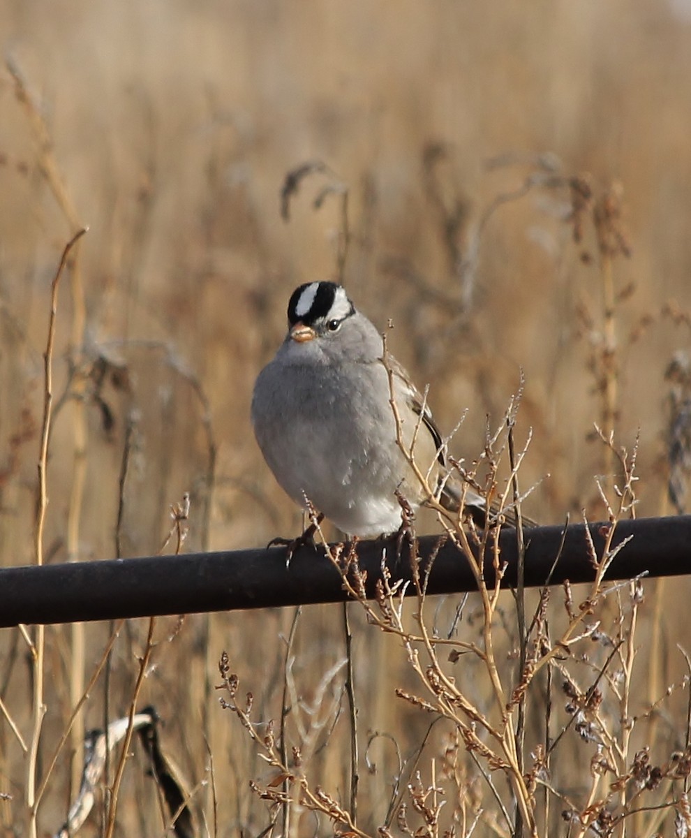 White-crowned Sparrow - ML613022404