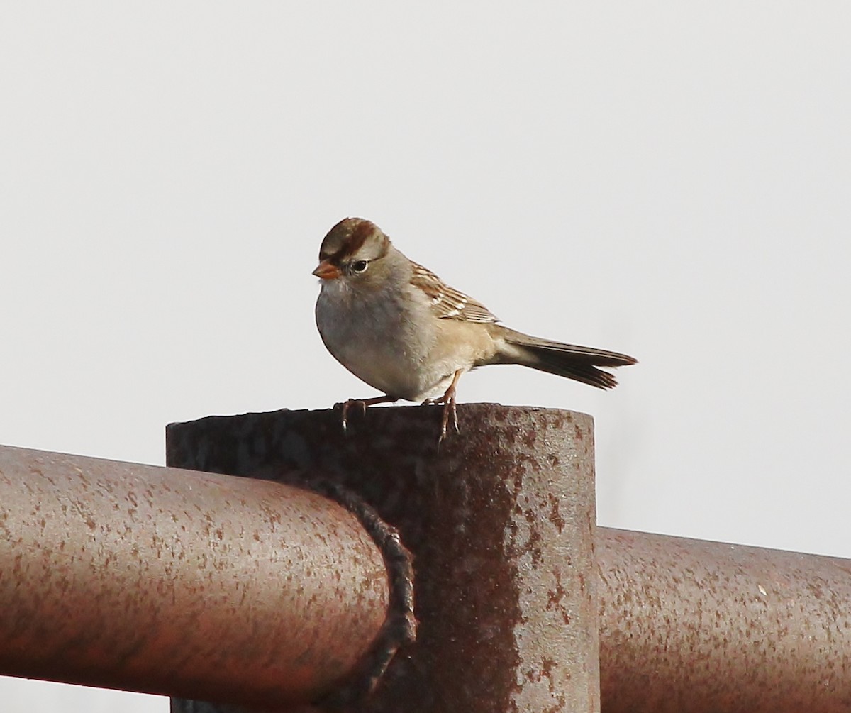 White-crowned Sparrow - ML613022405