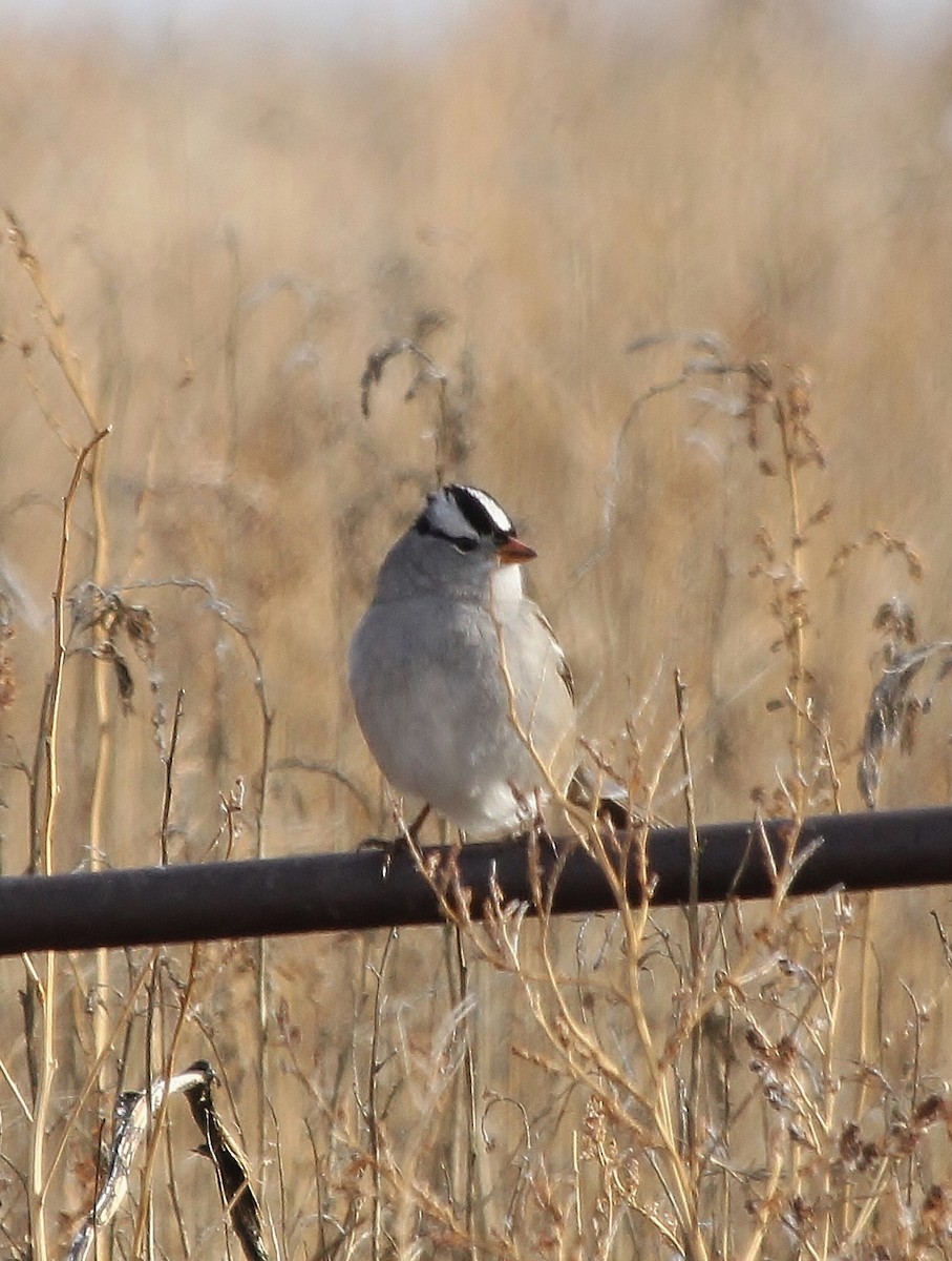 White-crowned Sparrow - ML613022406