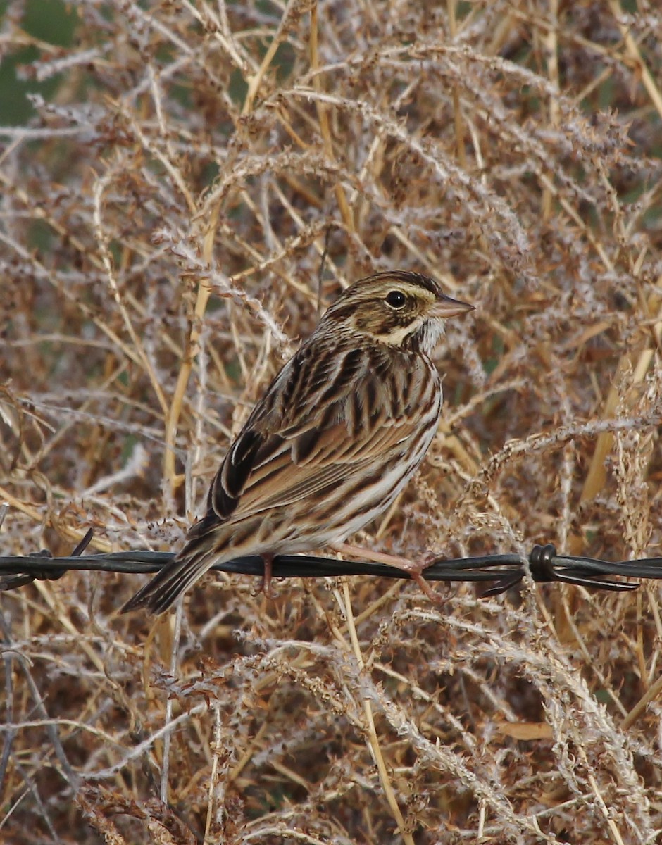 Savannah Sparrow - ML613022420