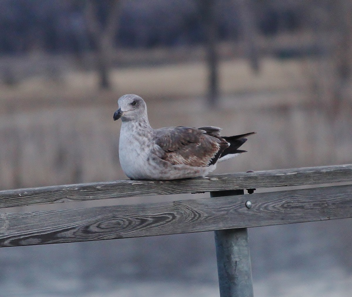 Yellow-footed Gull - ML613022459