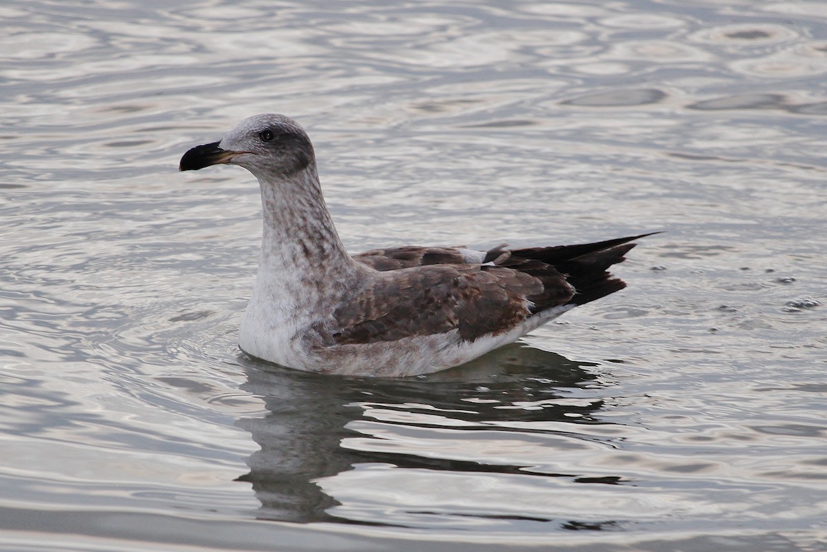 Yellow-footed Gull - ML613022460