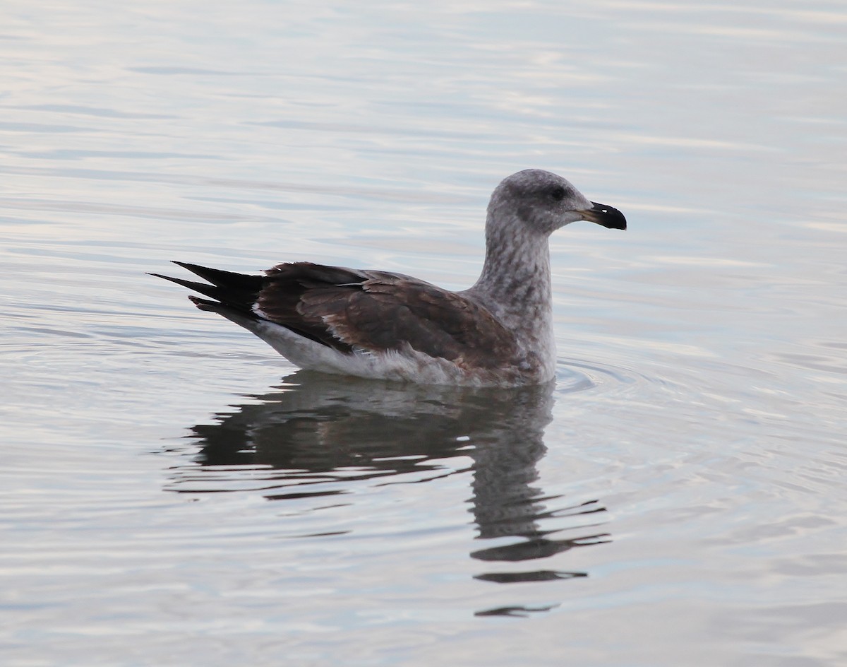 Yellow-footed Gull - ML613022463