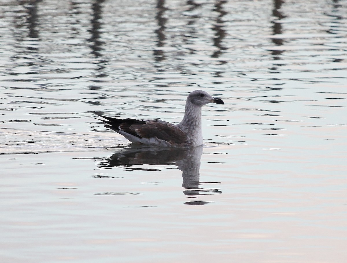 Yellow-footed Gull - ML613022464