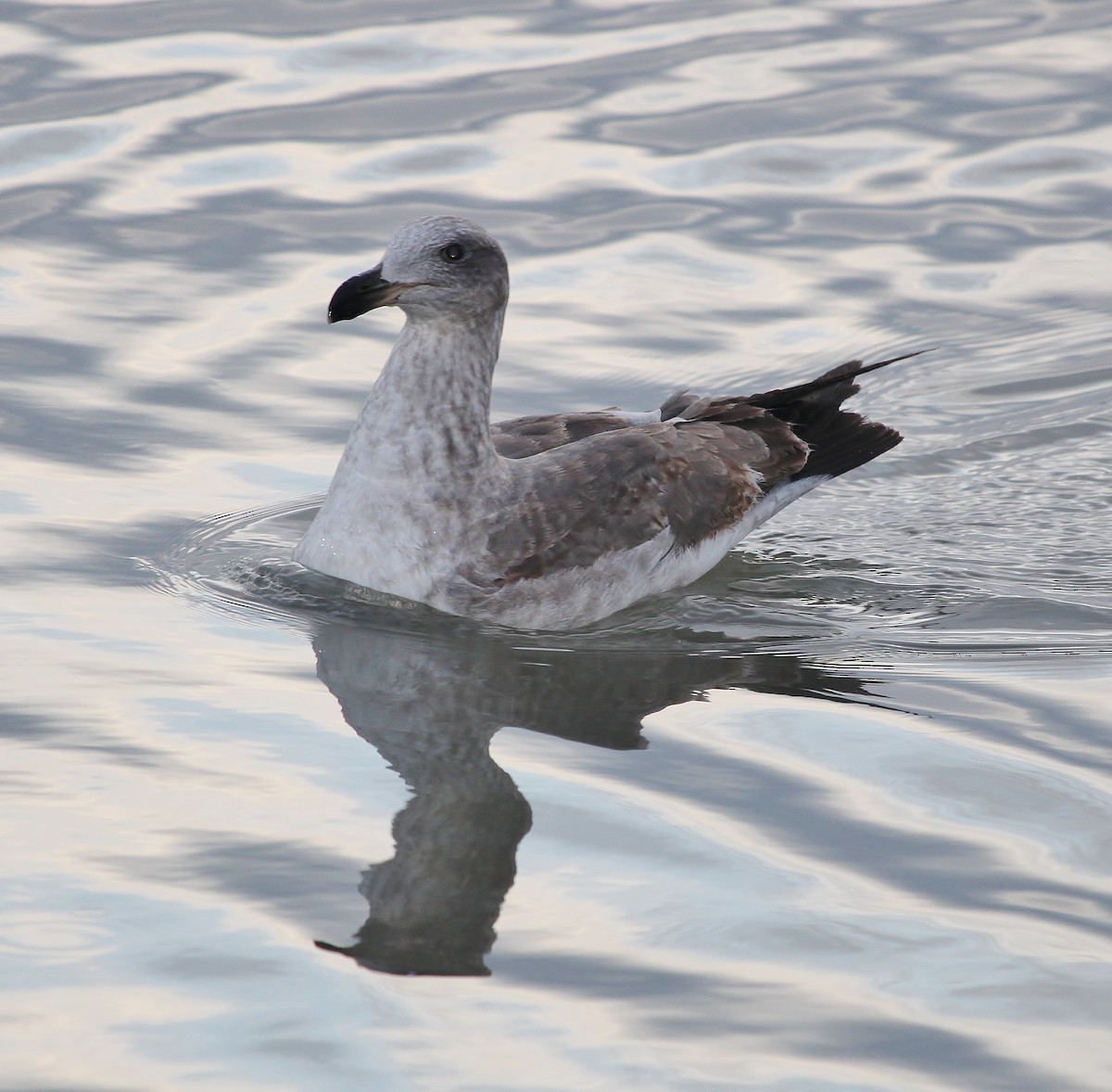 Yellow-footed Gull - ML613022465
