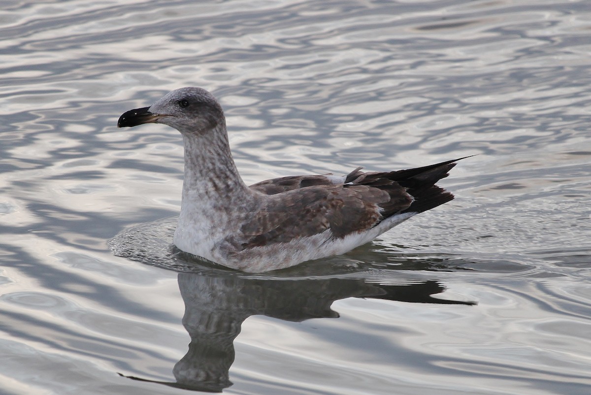 Yellow-footed Gull - ML613022466