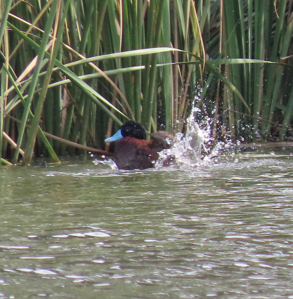 Ebird Australia Checklist Jan Upper Stranger Pond Species