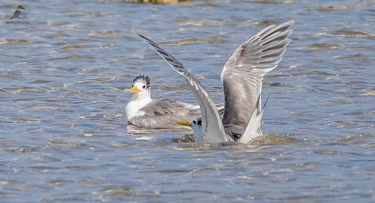 Great Crested Tern - ML613022972