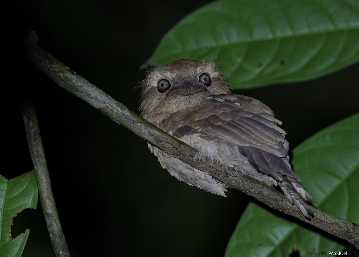Gould's Frogmouth - Wai Loon Wong