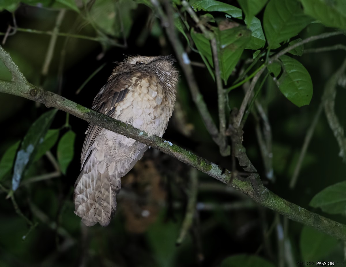 Gould's Frogmouth - ML613023124