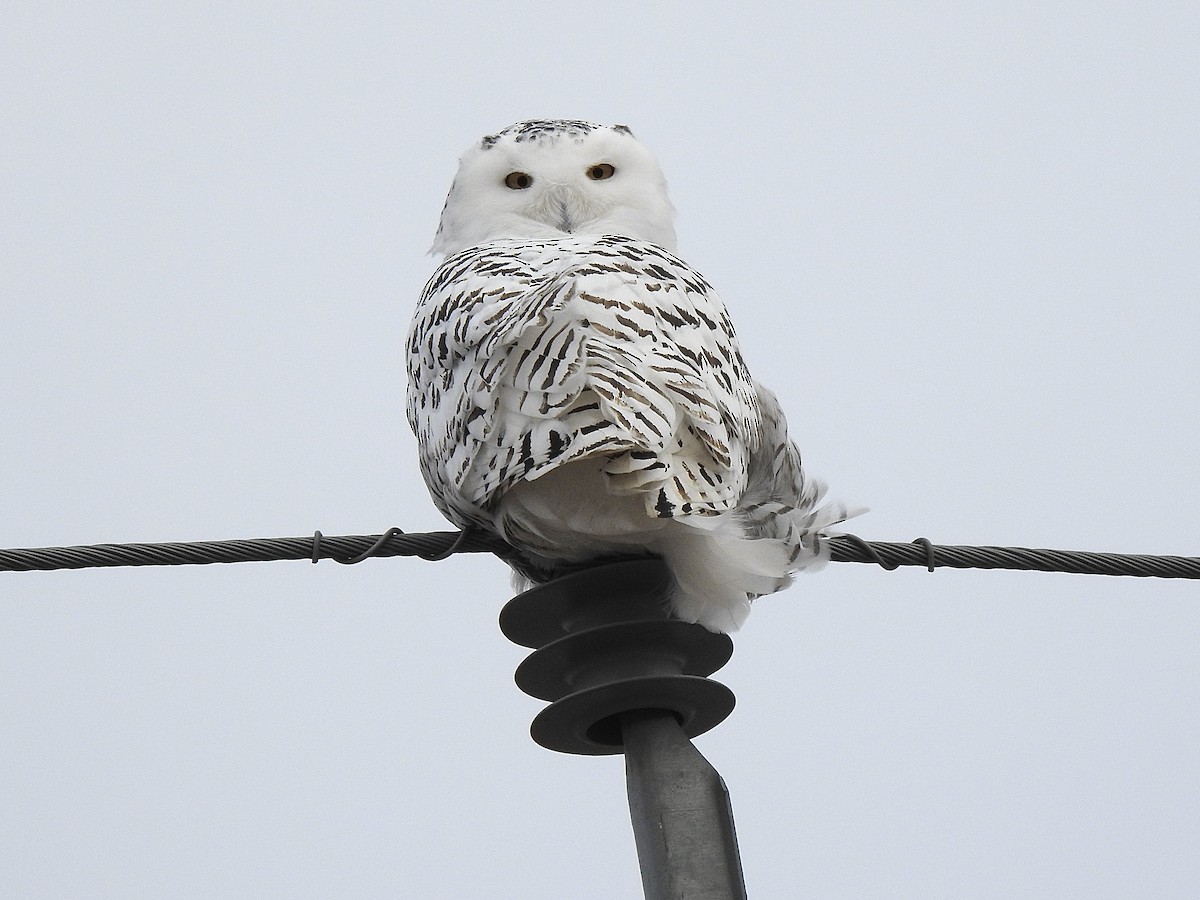 Snowy Owl - ML613023170