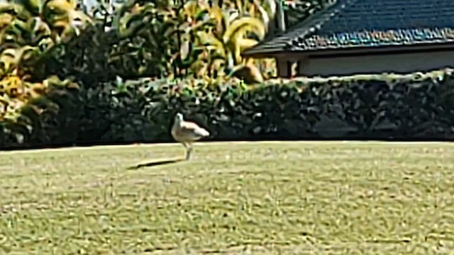 Bristle-thighed Curlew - ML613023188