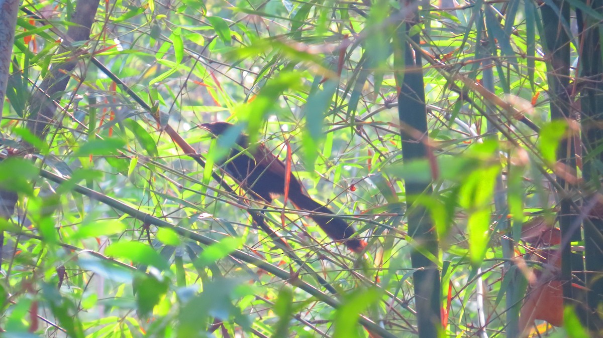 Greater Coucal - ML613023237